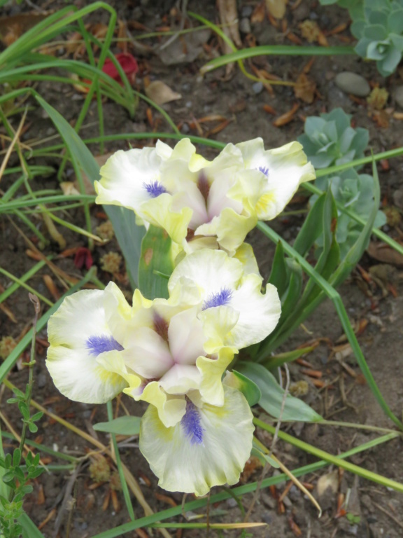 Iris nain Iris pumila Seaside Lemonade