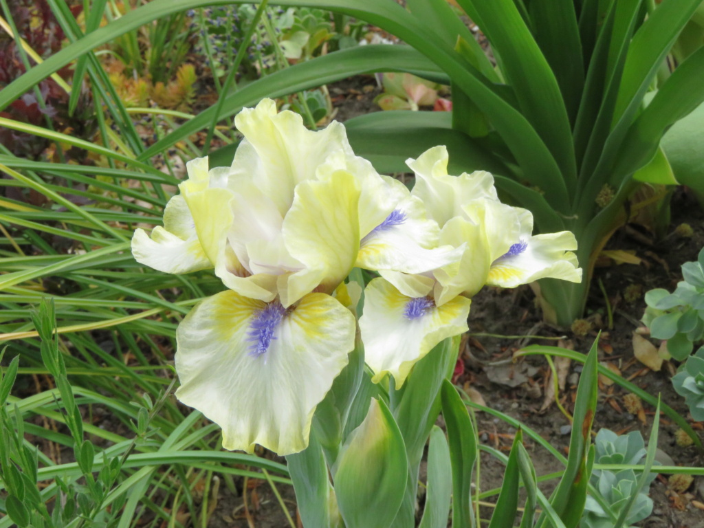 Iris nain Iris pumila Seaside Lemonade