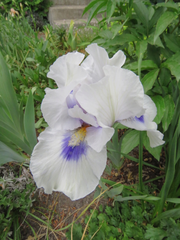 Iris ×arilbred 'Desert Snow'