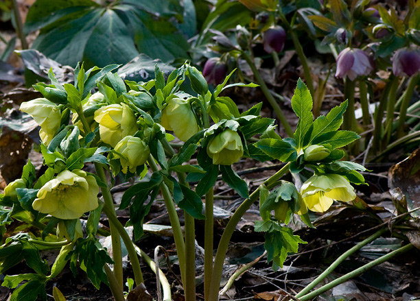 Hellébore Série Spring Promise Helleborus ×hybridus SP SP Sally