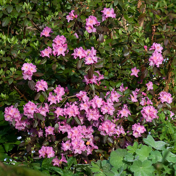 Rhododendron 'Midgnight Ruby'