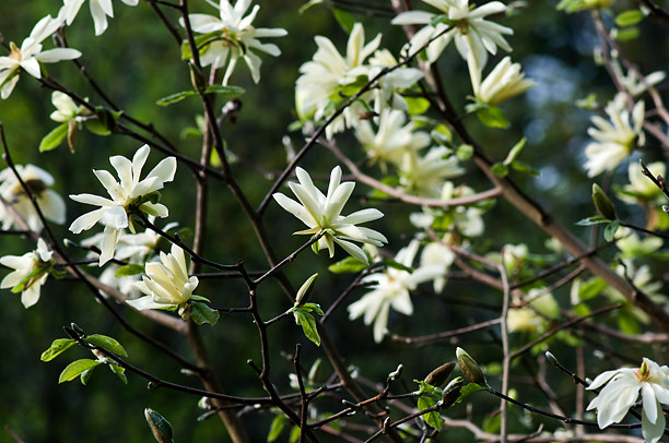 Magnolia étoilé Magnolia stellata Goldstar