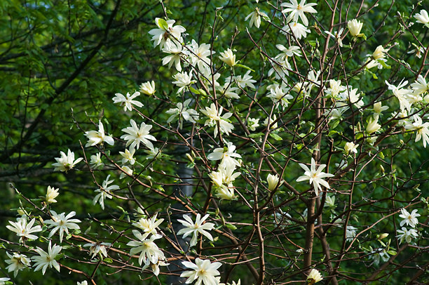 Magnolia &eacute;toil&eacute;, Magnolia stellata 'Goldstar'