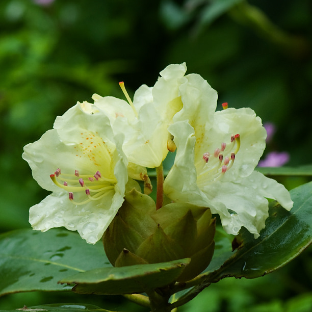 Rhododendron Capistrano
