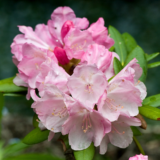 Rhododendron 'Hachman s Polaris'