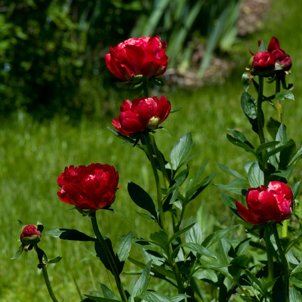 Pivoine Paeonia Red Red Rose