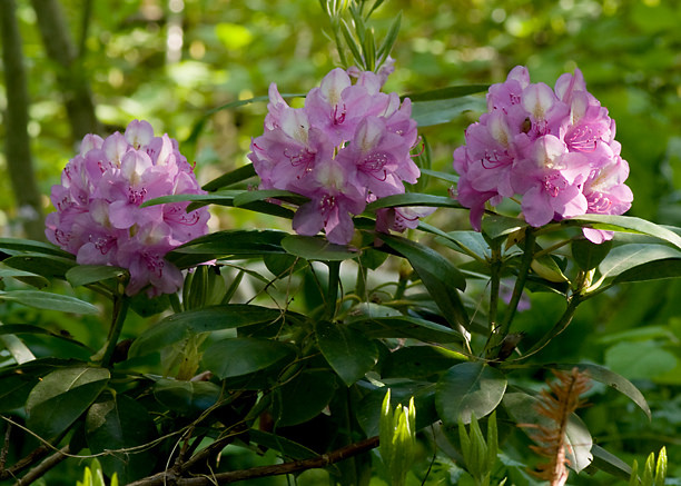 Rhododendron 'Harrisville'