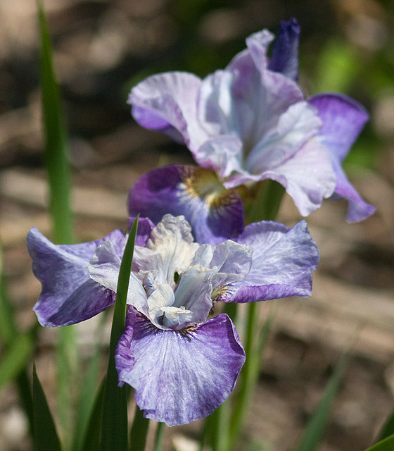 Iris de Sib&eacute;rie, Iris sibirica 'On her Toes'