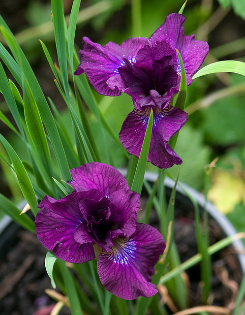 Iris de Sib&eacute;rie, Iris sibirica 'Kilauea'