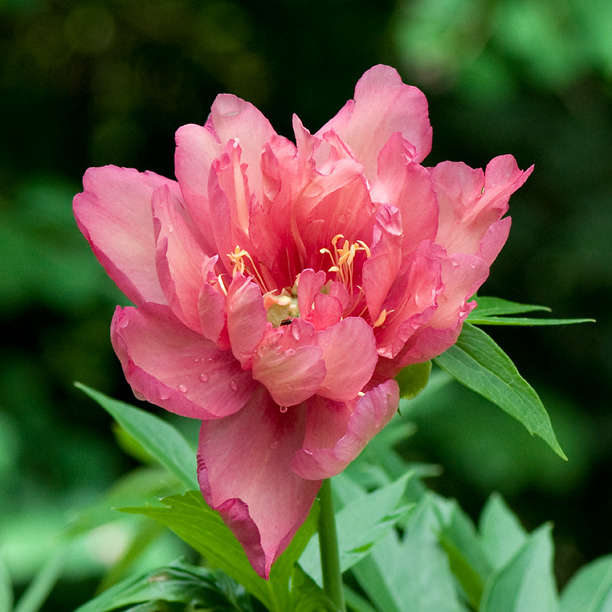 Pivoine Paeonia ×itoh Julia Rose