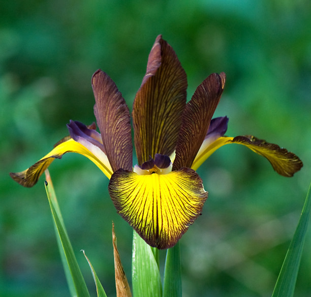 Iris spuria 