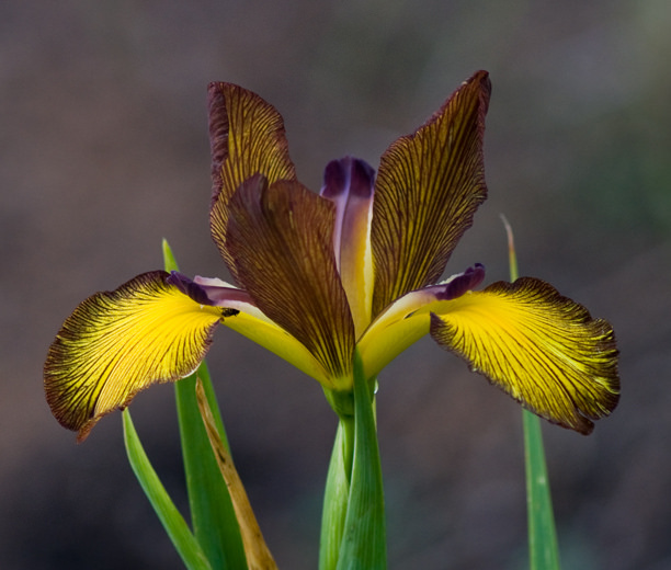 Iris spuria 