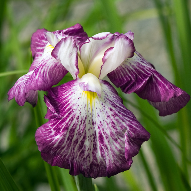 Iris kaempferi, Iris ensata 'Virginia B'