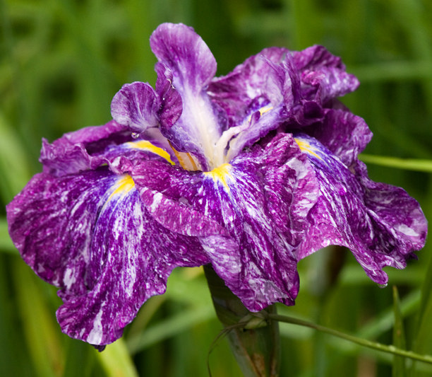 Iris kaempferi Iris ensata Nishikori