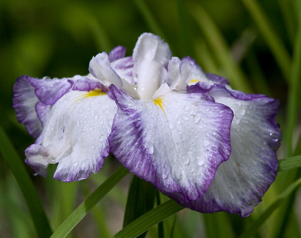 Iris kaempferi, Iris ensata 'Light at Dawn'