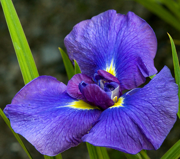Iris kaempferi, Iris ensata 'Indigo Delight'
