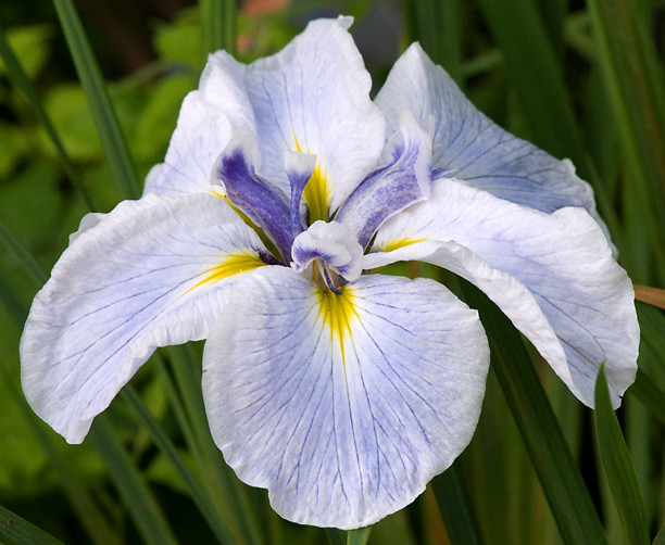 Iris kaempferi, Iris ensata 'Icy Peaks'