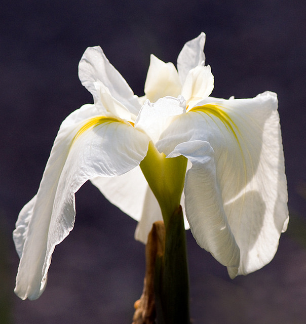 Iris kaempferi, Iris ensata 'Garter Belt'