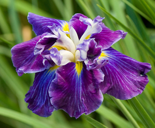 Iris kaempferi, Iris ensata 'Frosted Intrigue'