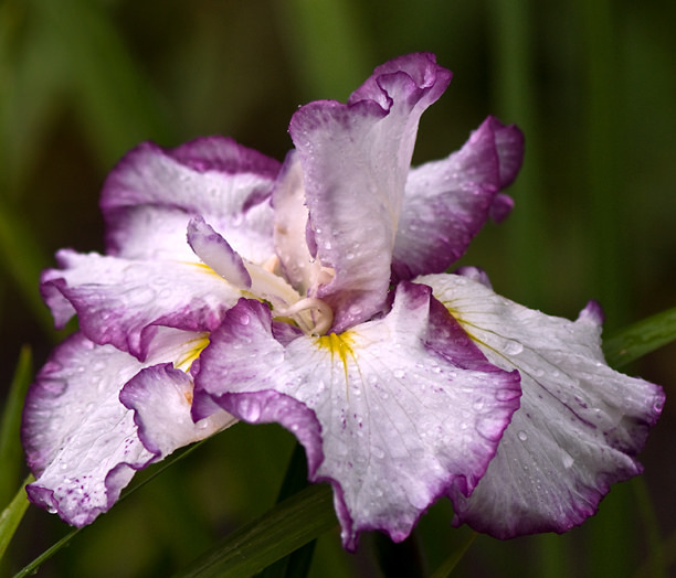 Iris kaempferi, Iris ensata 'Frilled Enchantment'
