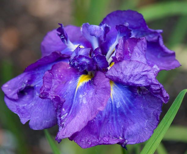 Iris kaempferi Iris ensata Diomedes