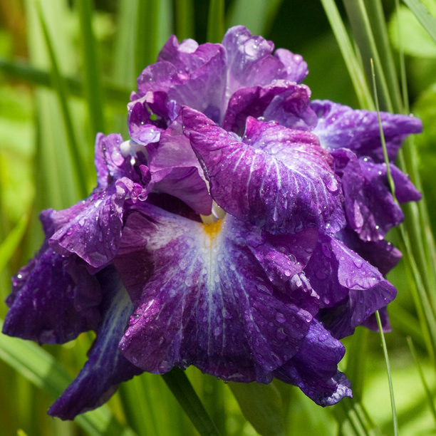 Iris kaempferi, Iris ensata 'Dark Lightning'