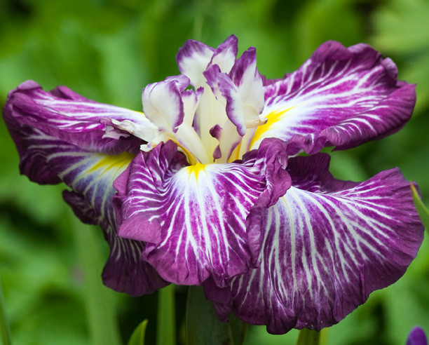 Iris kaempferi, Iris ensata 'Sunrise Ridge'