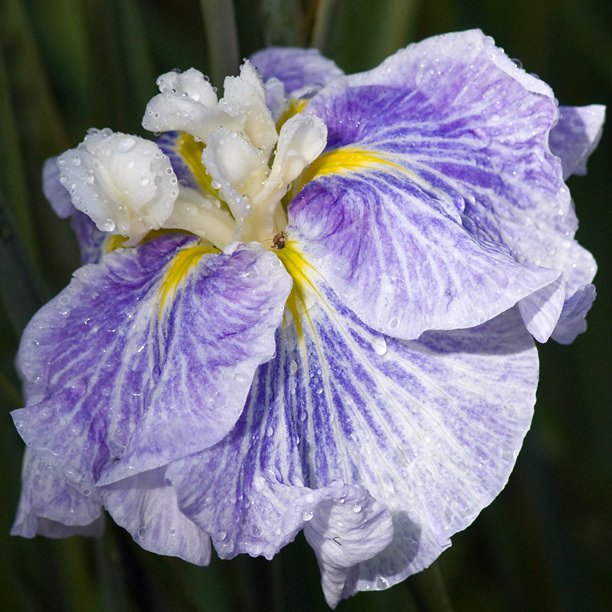 Iris kaempferi Iris ensata Sugar Dome