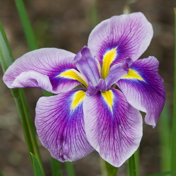 Iris kaempferi, Iris ensata 'Oriental Eyes'