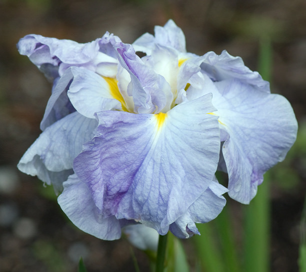Iris kaempferi Iris ensata Koshui No Asa