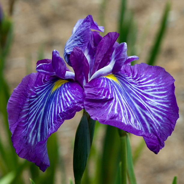Iris kaempferi, Iris ensata 'Greywoods Zebrina'