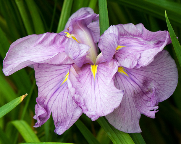 Iris kaempferi Iris ensata Beyond Words