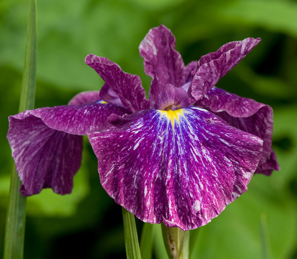 Iris kaempferi, Iris ensata 'Dappled Dragon'