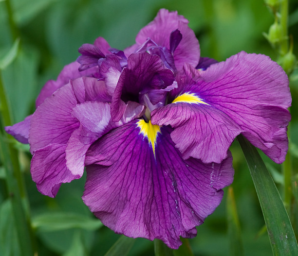 Iris kaempferi, Iris ensata 'Japanese Plum'