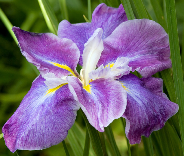 Iris kaempferi, Iris ensata 'Greywoods Mulberry Cascade'