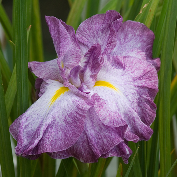 Iris kaempferi, Iris ensata 'Picotee Princess'