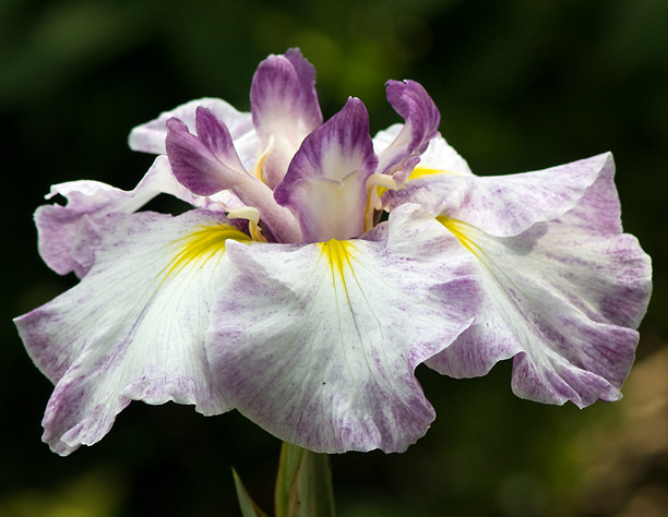 Iris kaempferi Iris ensata Sandsation