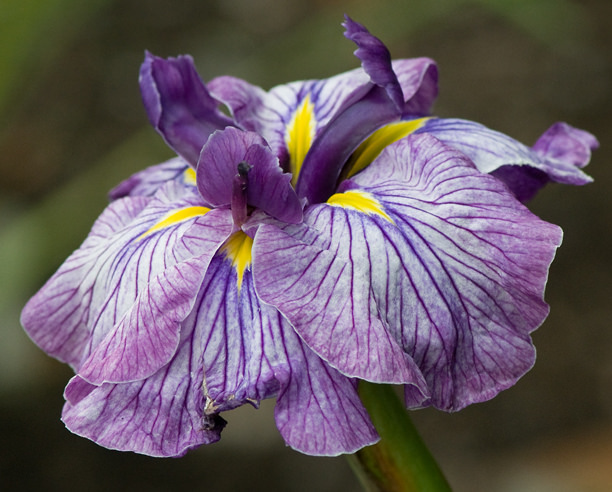 Iris kaempferi, Iris ensata 'Dino'