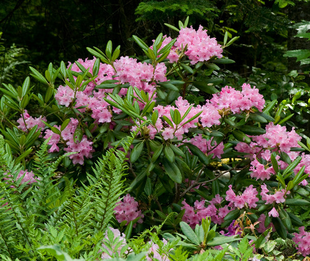 Rhododendron 'Helsinky University'