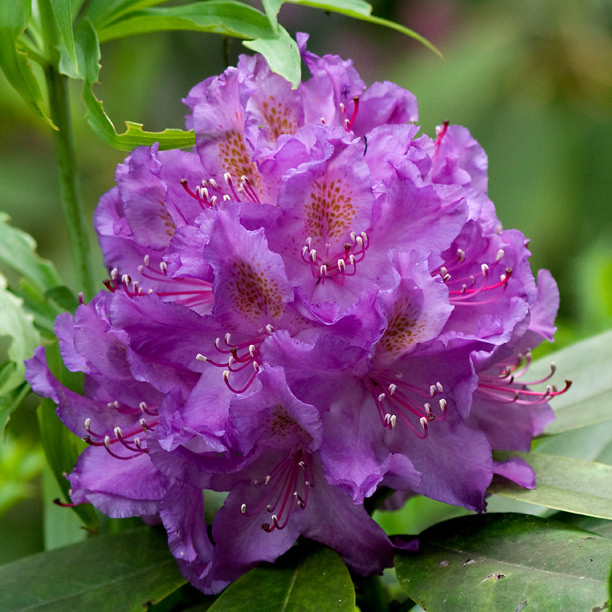 Rhododendron 'Connecticut &Yuml;ankee'