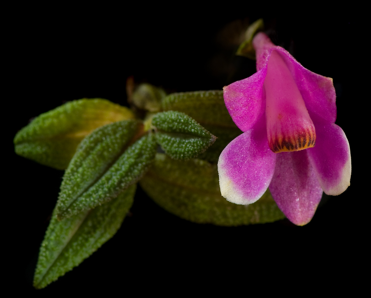 Dendrobium cuthbertsonii 