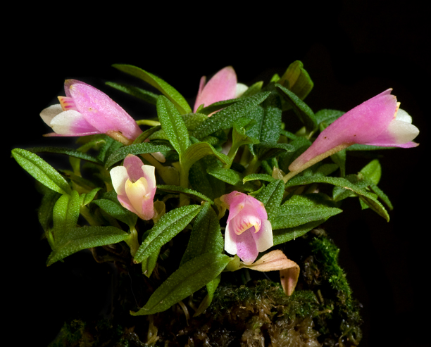 Dendrobium cuthbertsonii 