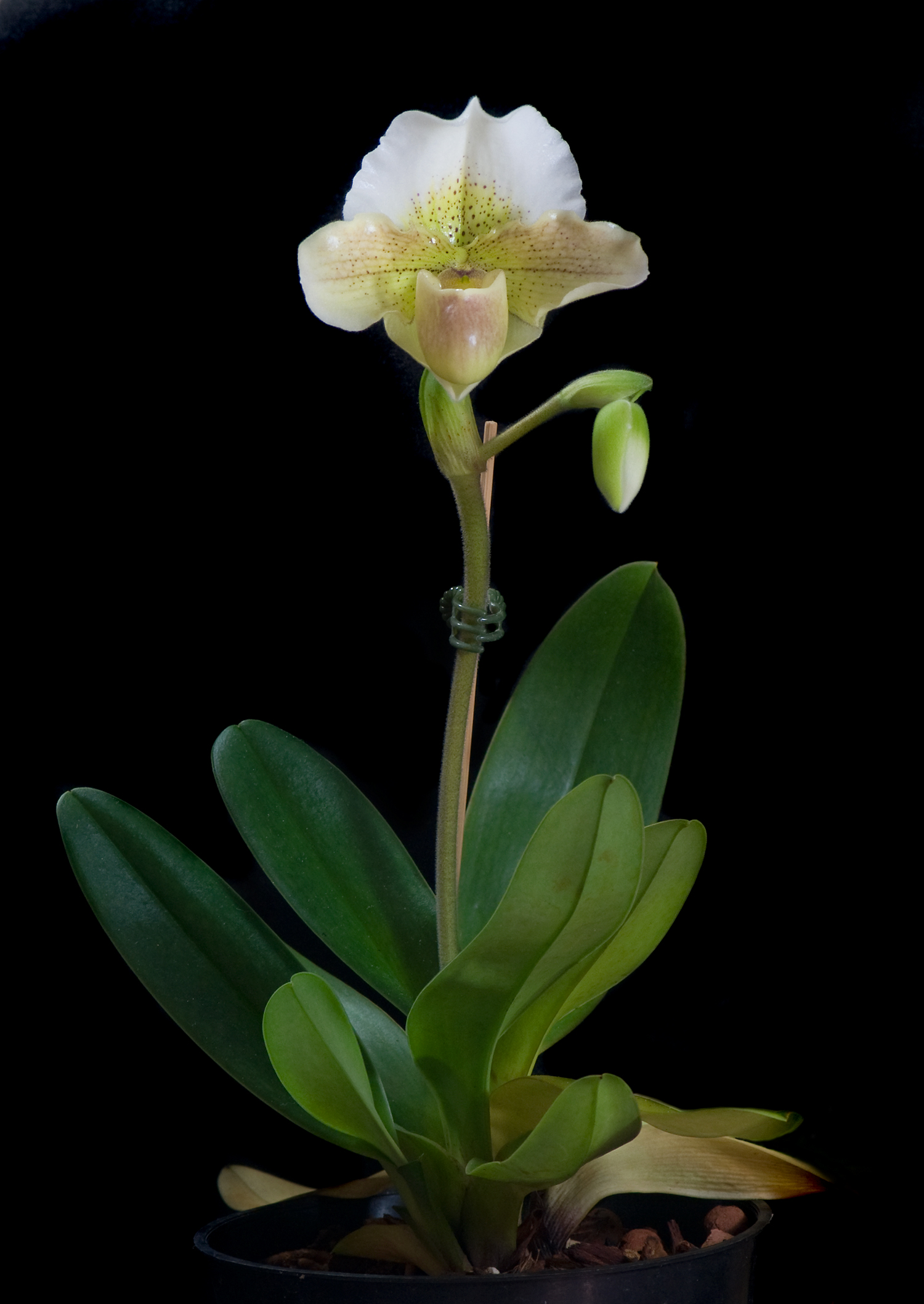 Paph. Paphiopedilum Freckles 'Pink Agate' AQ/AOS