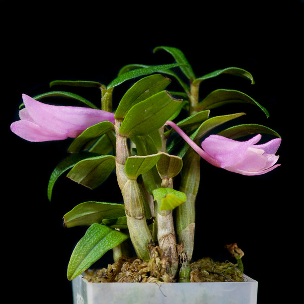 Dendrobium aphanochilum x cuthbertsonii