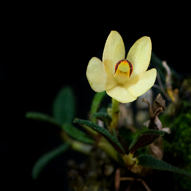 Dendrobium cuthbertsonii 'Mountain Sunshine&rsquo; AM/AOS'