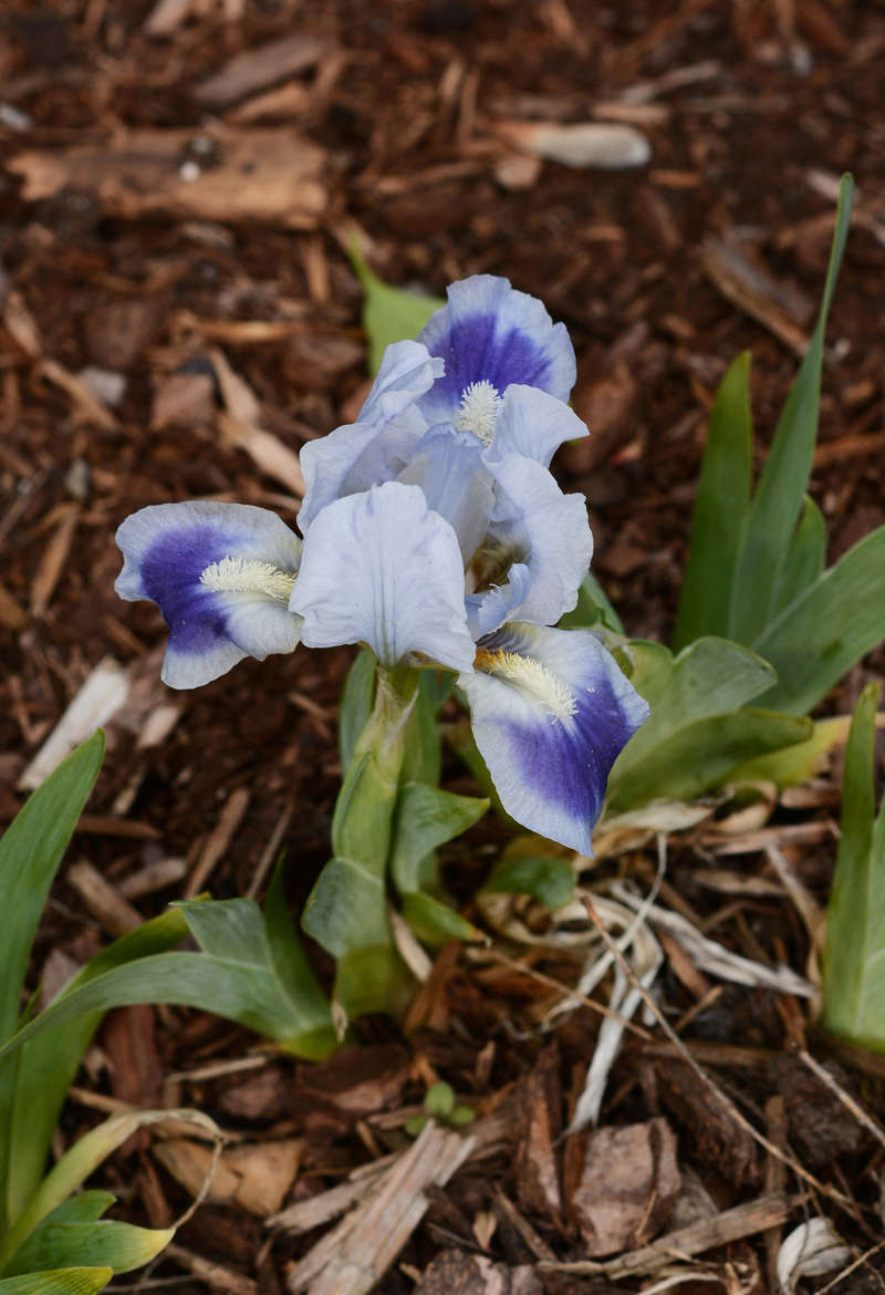 Iris nain, Iris pumila 'Alpine Castle'