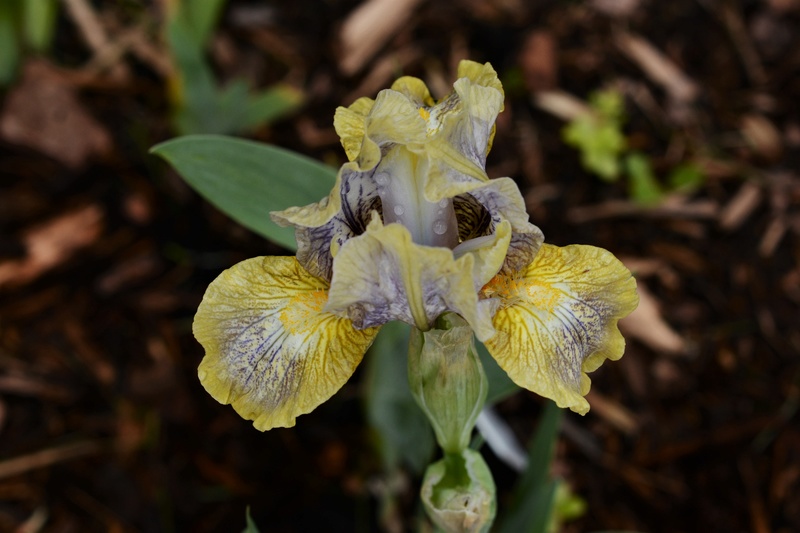 Iris d&rsquo;Allemagne, Iris barbu, Iris germanica 'Conundrum'
