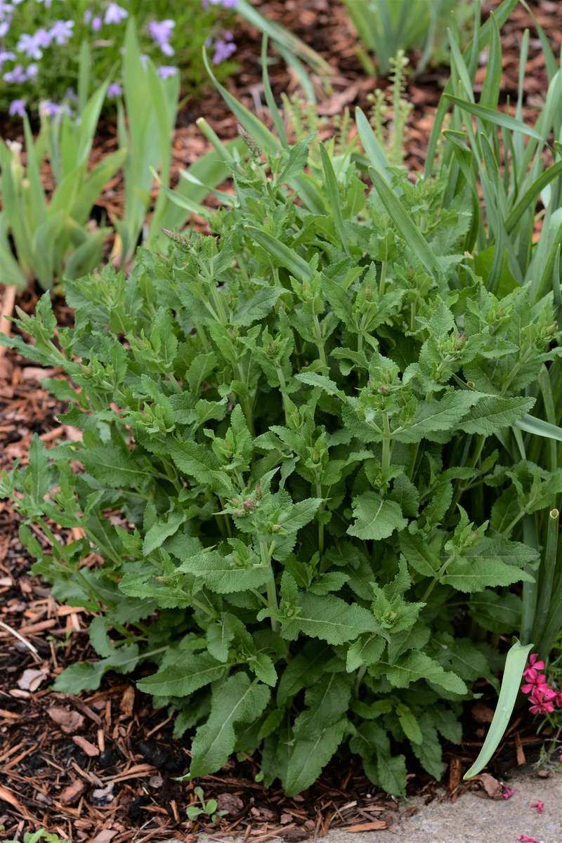Sauge, Sauge des bois, Salvia nemorosa 'Ostfriesland'