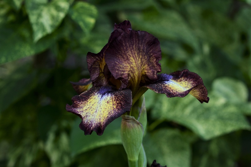 Iris d&rsquo;Allemagne, Iris barbu, Iris germanica 'Hot Fudge'
