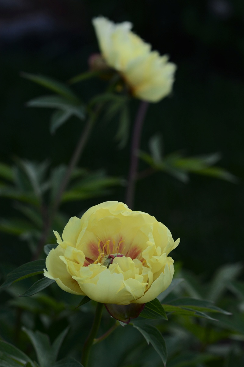 Pivoine, Paeonia ×itoh 'Sequestered Sunshine'